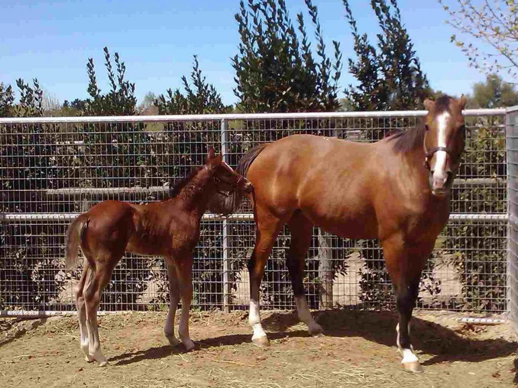 Tough Sunday and his dam, Sunday Dress. (Courtesy of Carrie Drake/Horse Haven)